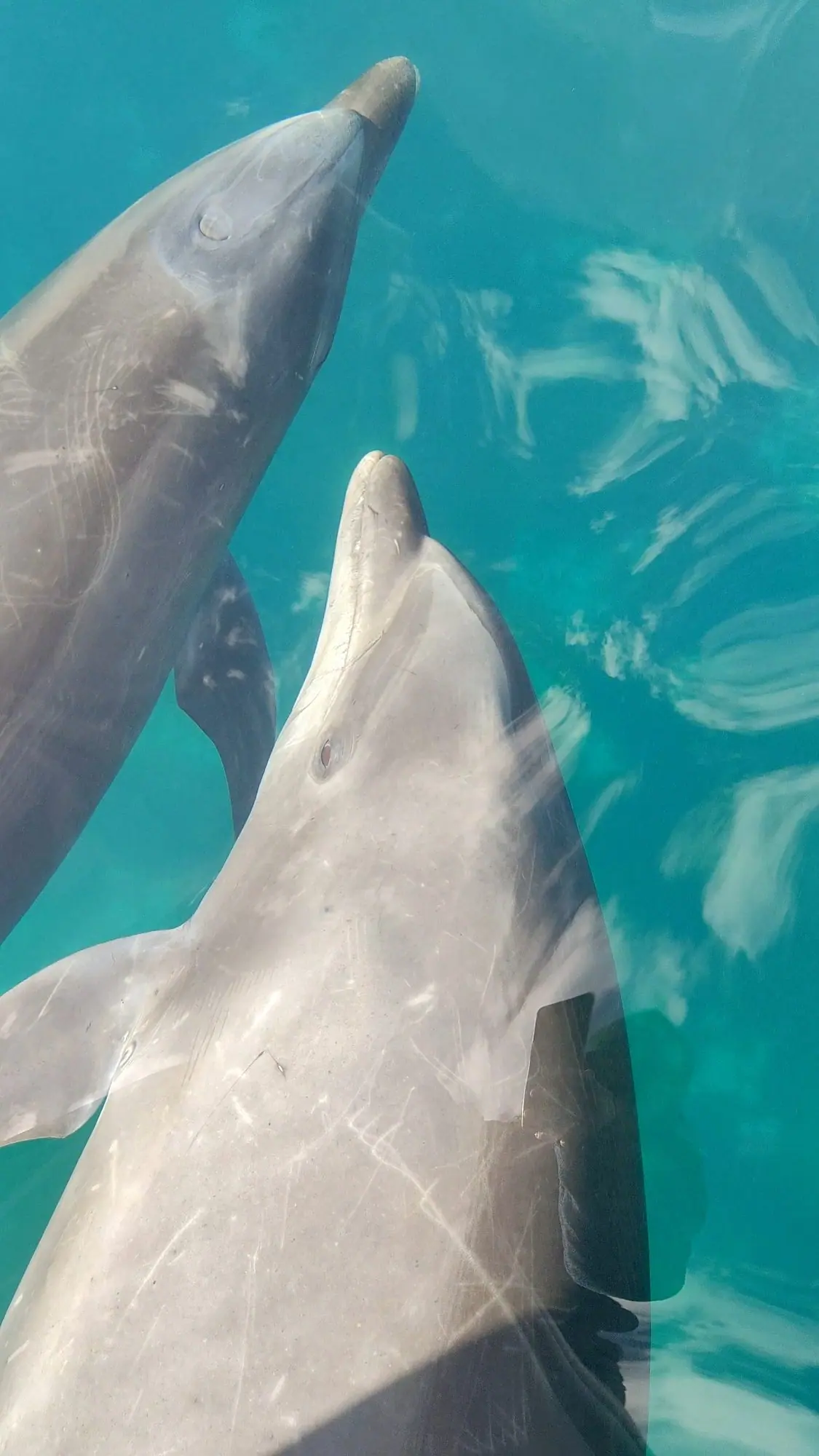 A couple of dolphins playing with the boat in the Sea of cortez