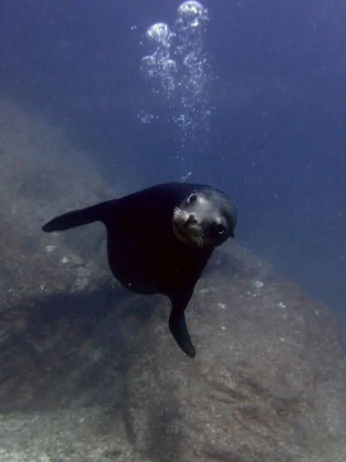 A sea lion swimming close to the camera underwater beside a rocky reef, trailing bubbles