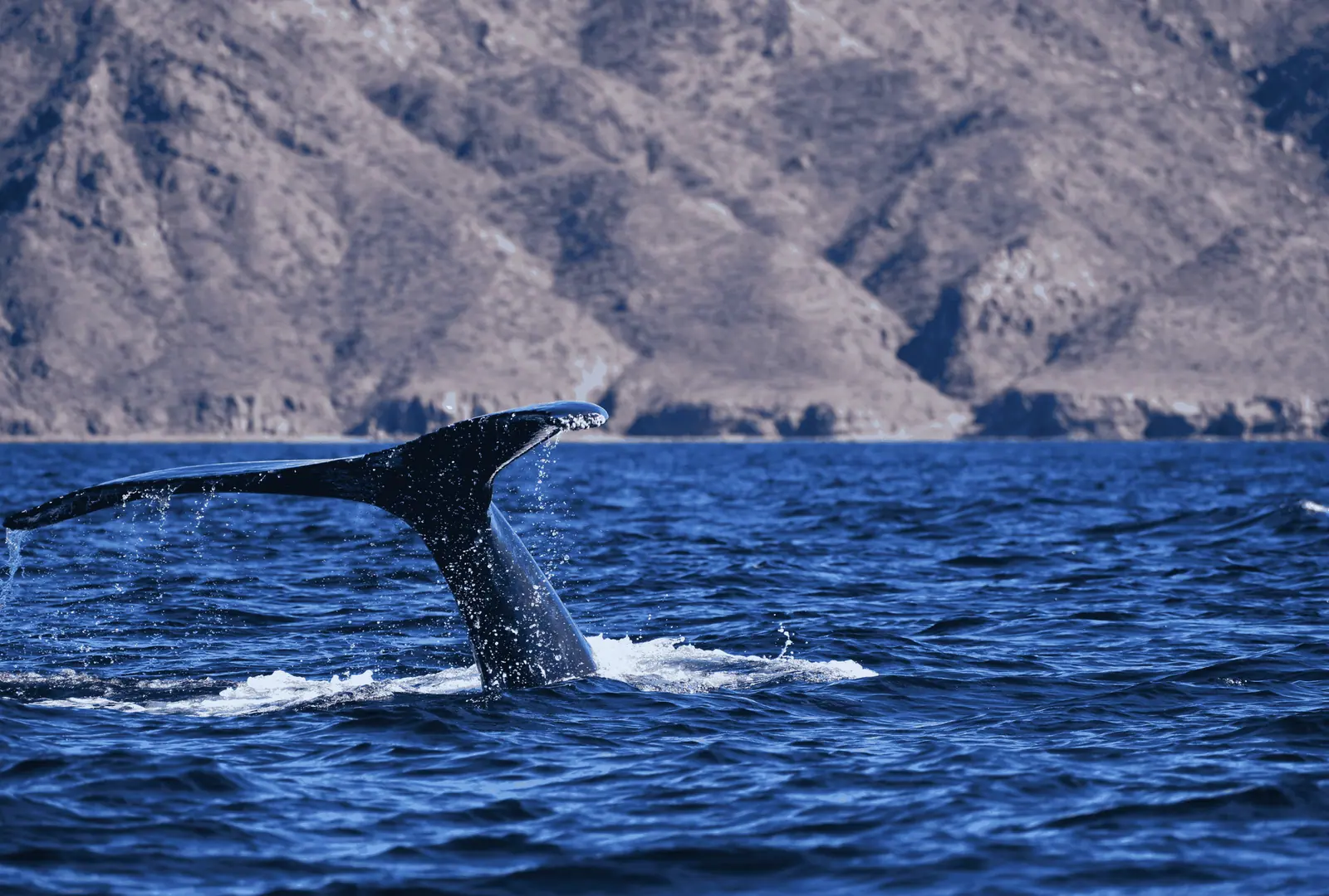 wide shot of a whale, ideally breaching