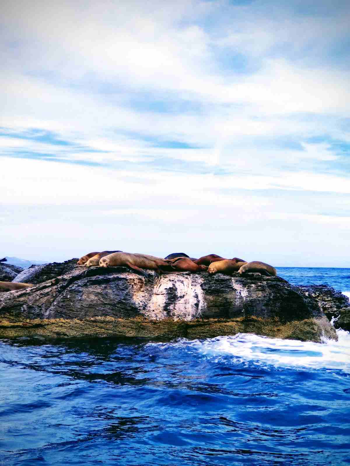 A colony of sea lions resting on a rocky islet in the Sea of Cortez