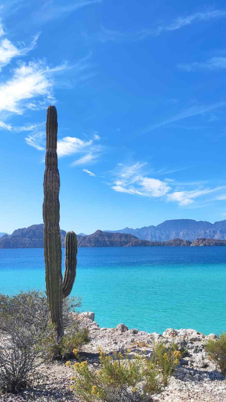 A tall cardón cactus on a rocky shoreline above a bright turquoise bay
