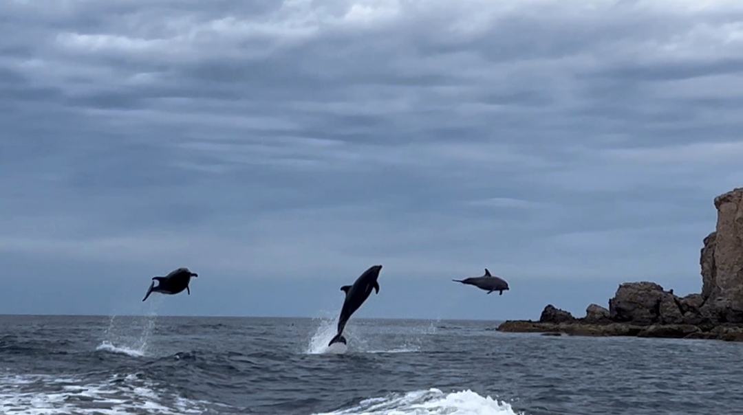 Whale season