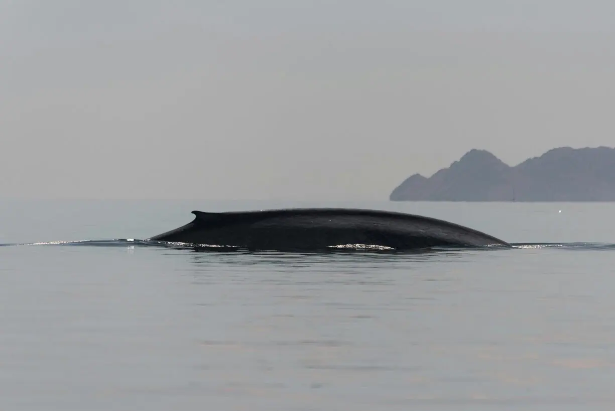 wide shot of a blue whale