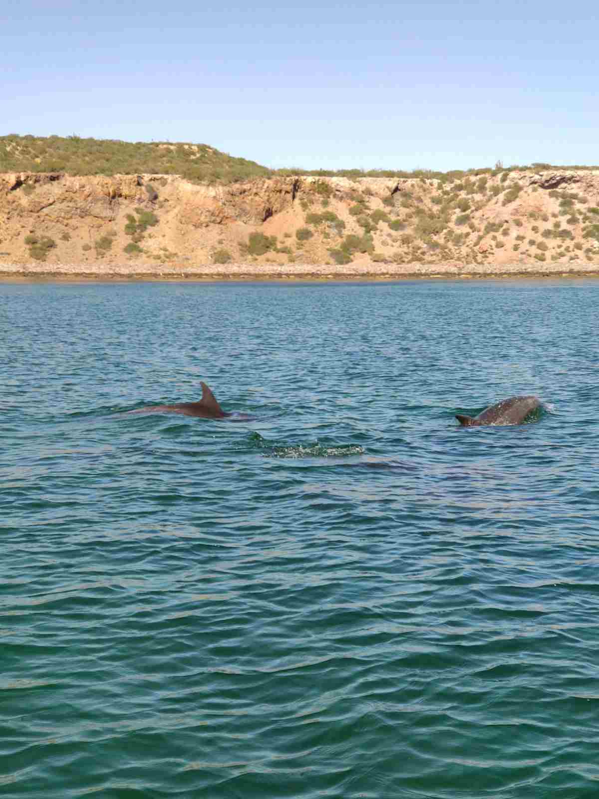 Dolphins surfacing close to shore below the desert cliffs near Loreto