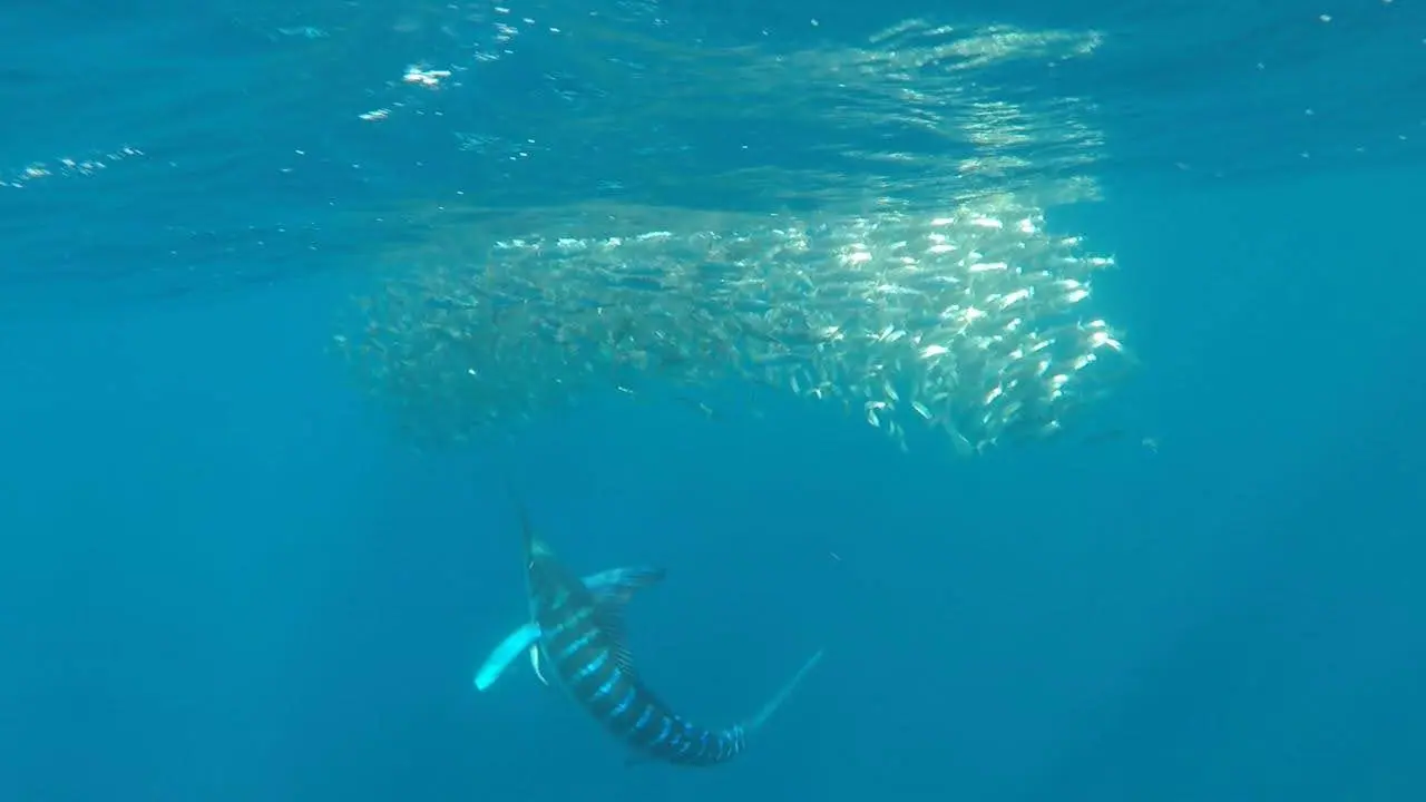 Marlin safary in mag bay