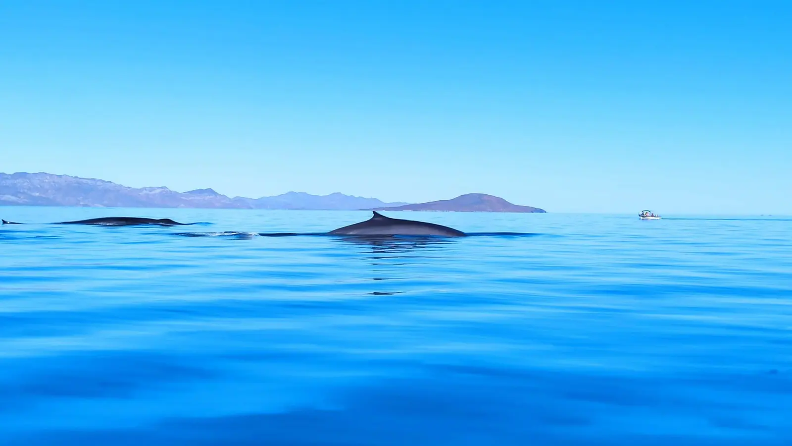Fin whale in the National Marine par Bahia de loreto and Coronado island behind