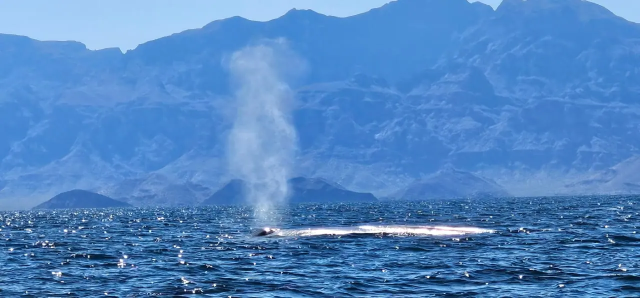 Blue whale breathing in Loreto