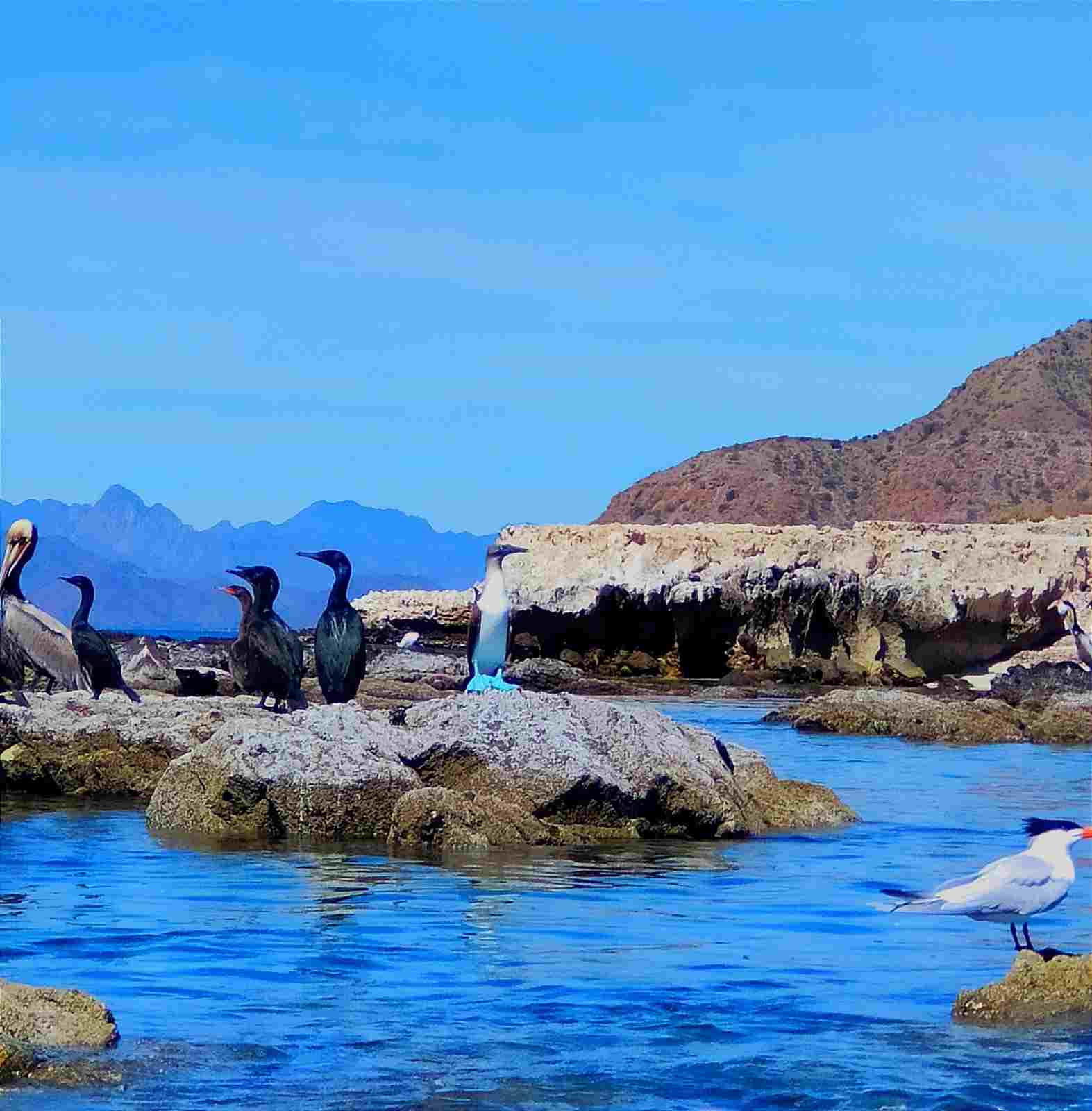 Seabirds including a blue-footed booby and a royal tern on rocks in the Sea of Cortez