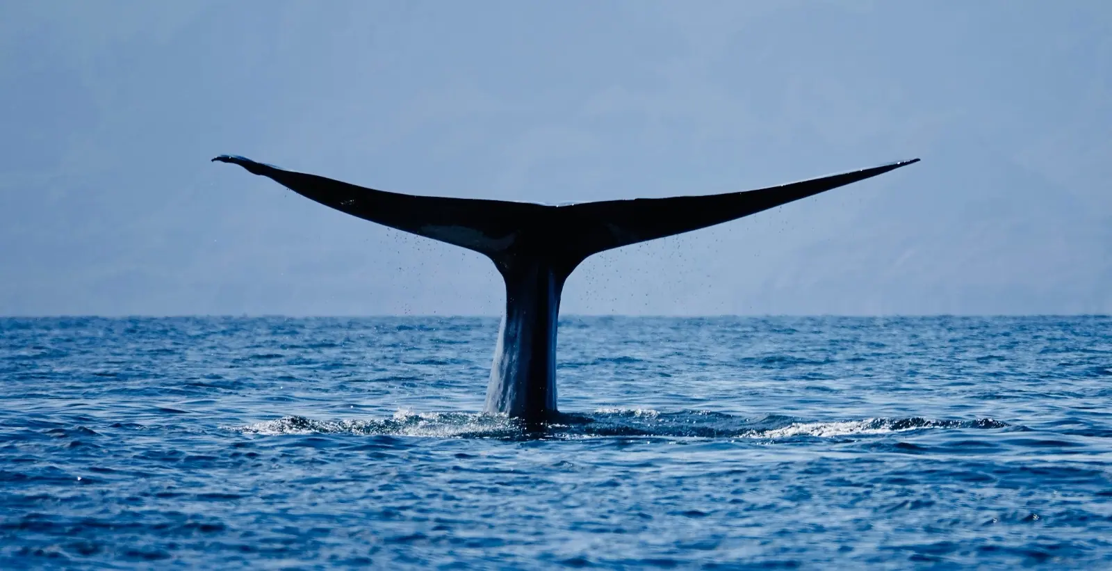 Whale Watching in Loreto, Baja California Sur