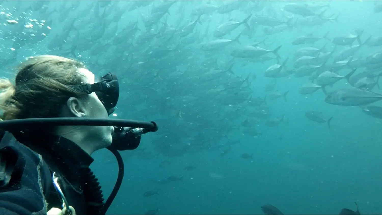 A diver looking at the school of jack fish in Loreto