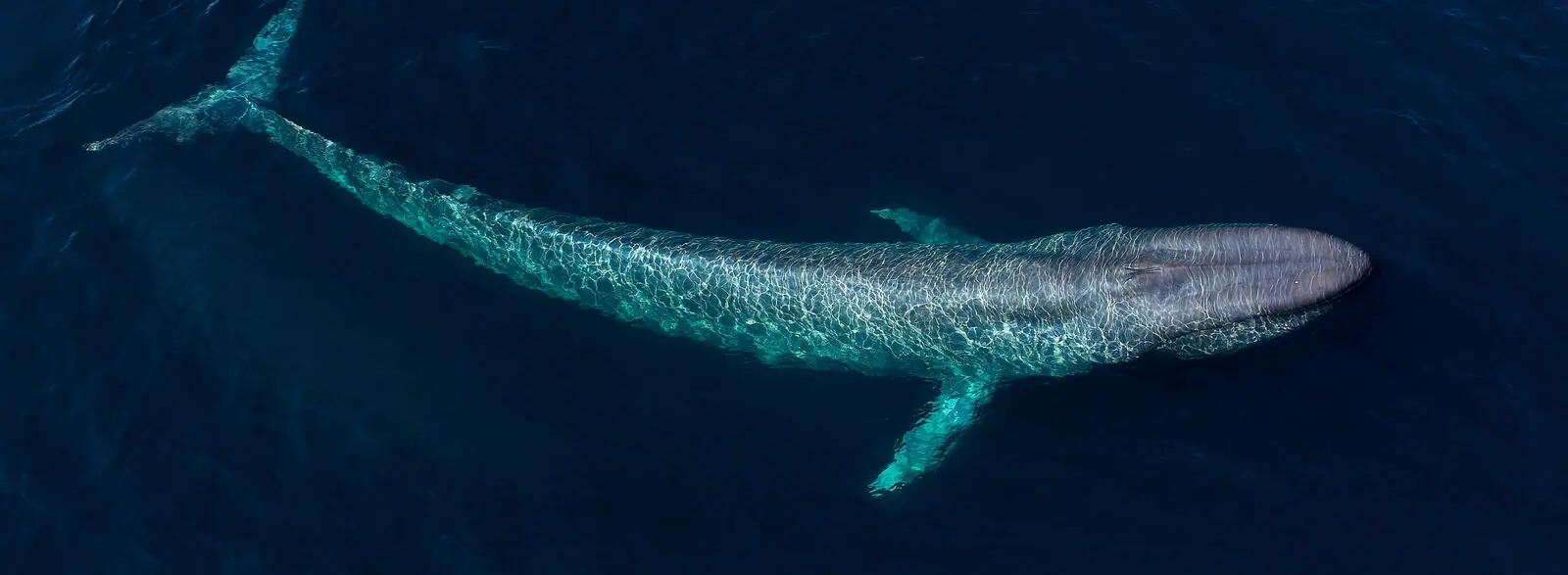 Blue whale view from above