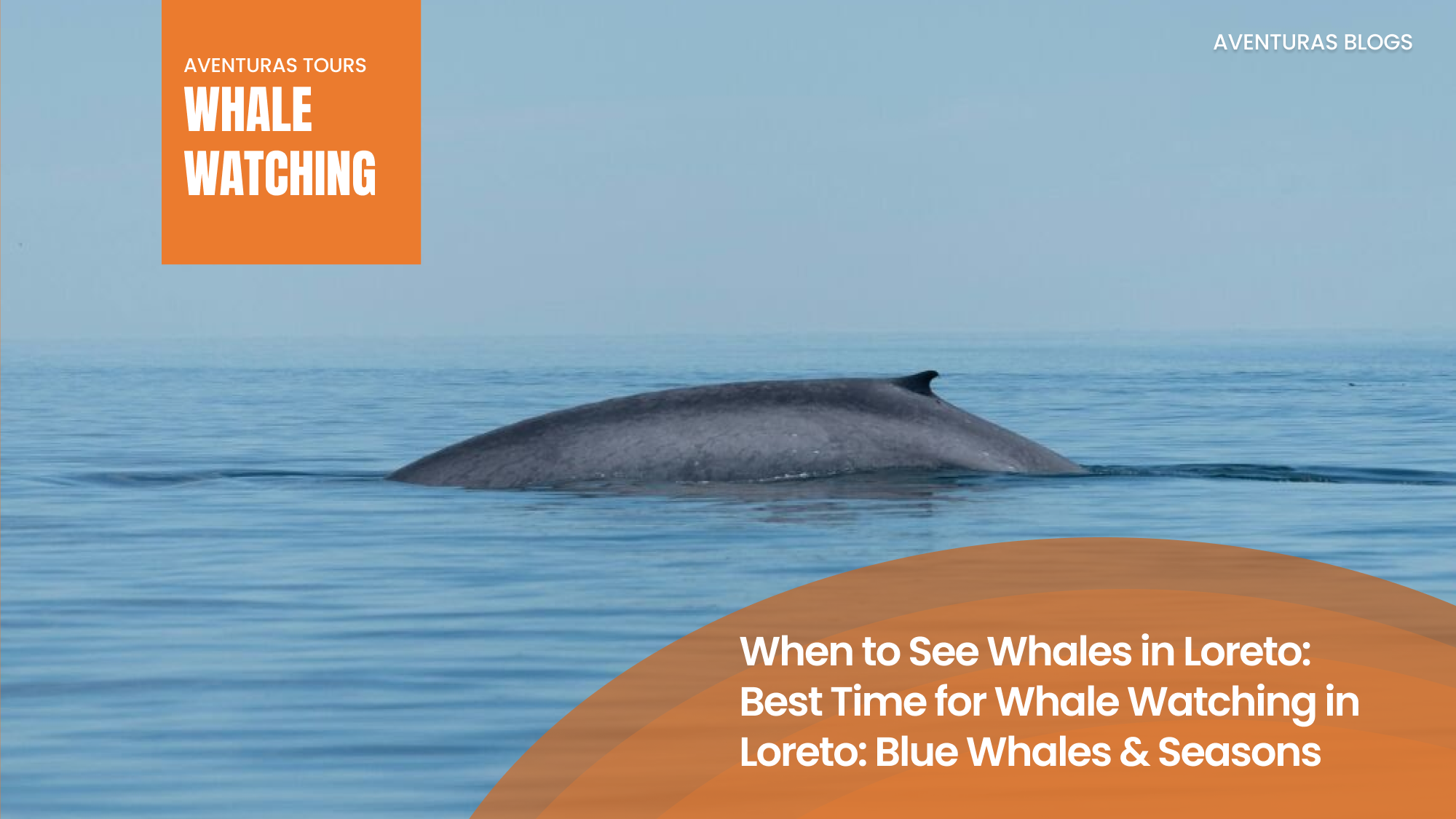 Blue what in Loreto in one of the whale watching tours, in Baja california Sur