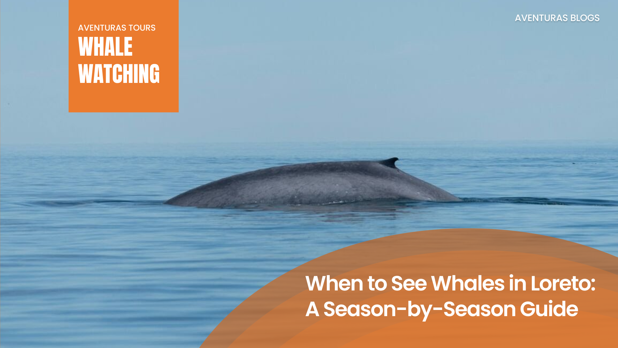 Two whales surfacing in the Gulf of California with Coronado island in the background