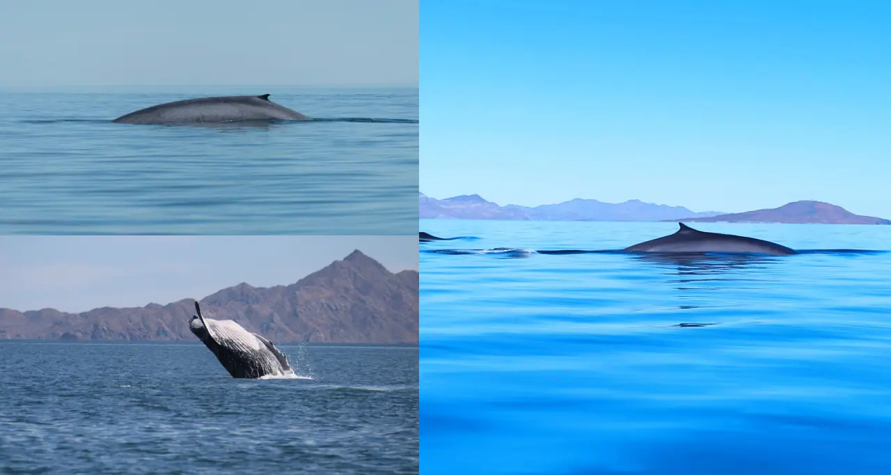 Blue whale from a drone footage